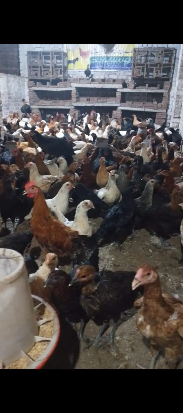 Desi Hens and Desi Eggs — photo 4