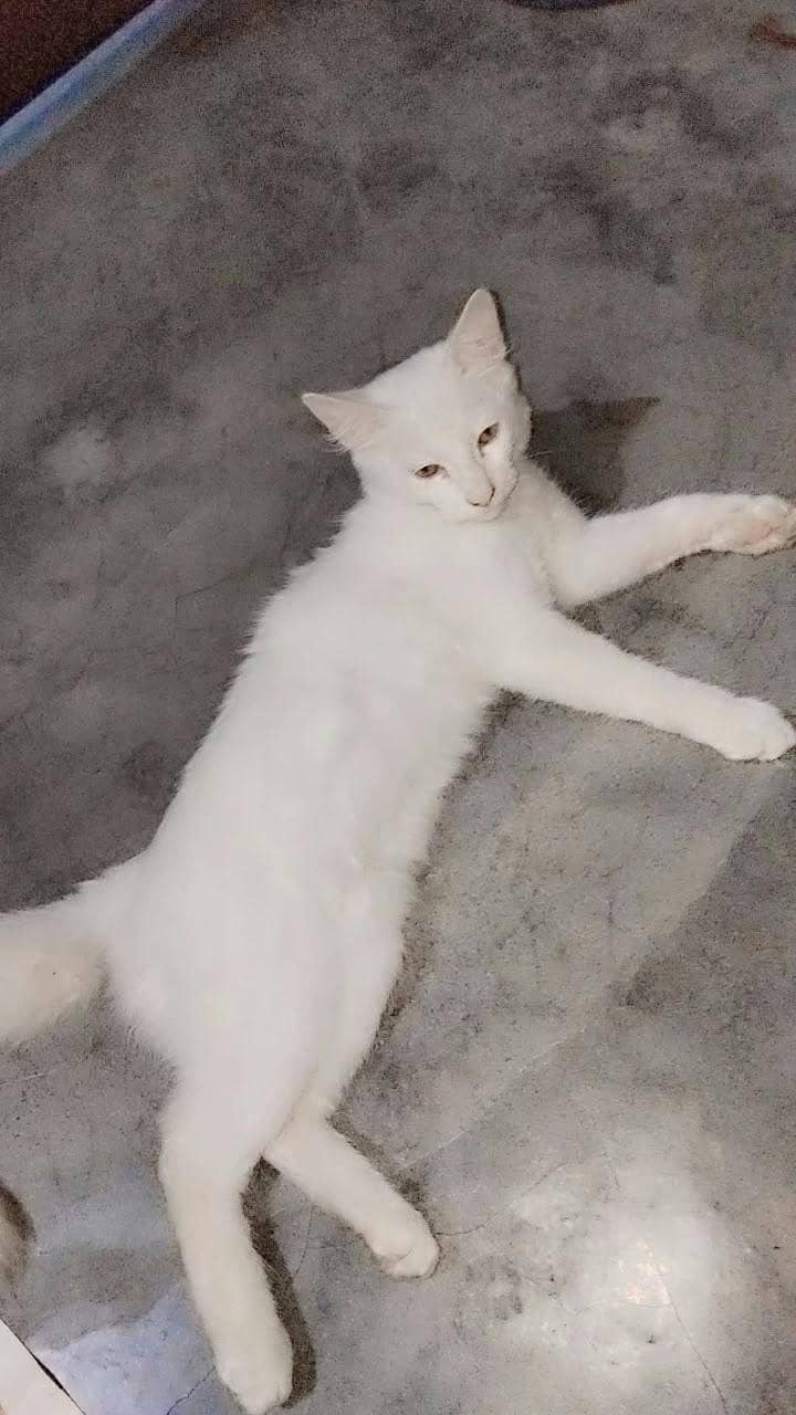 habib 0