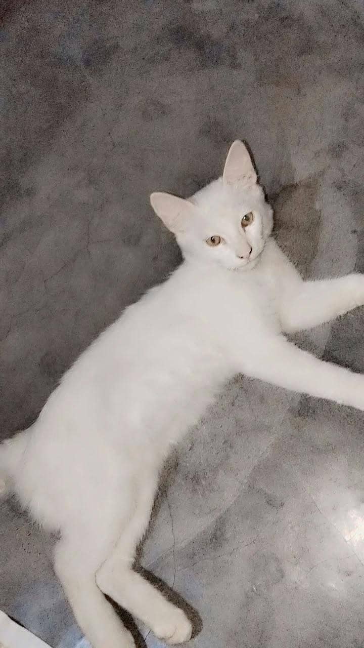 habib 1