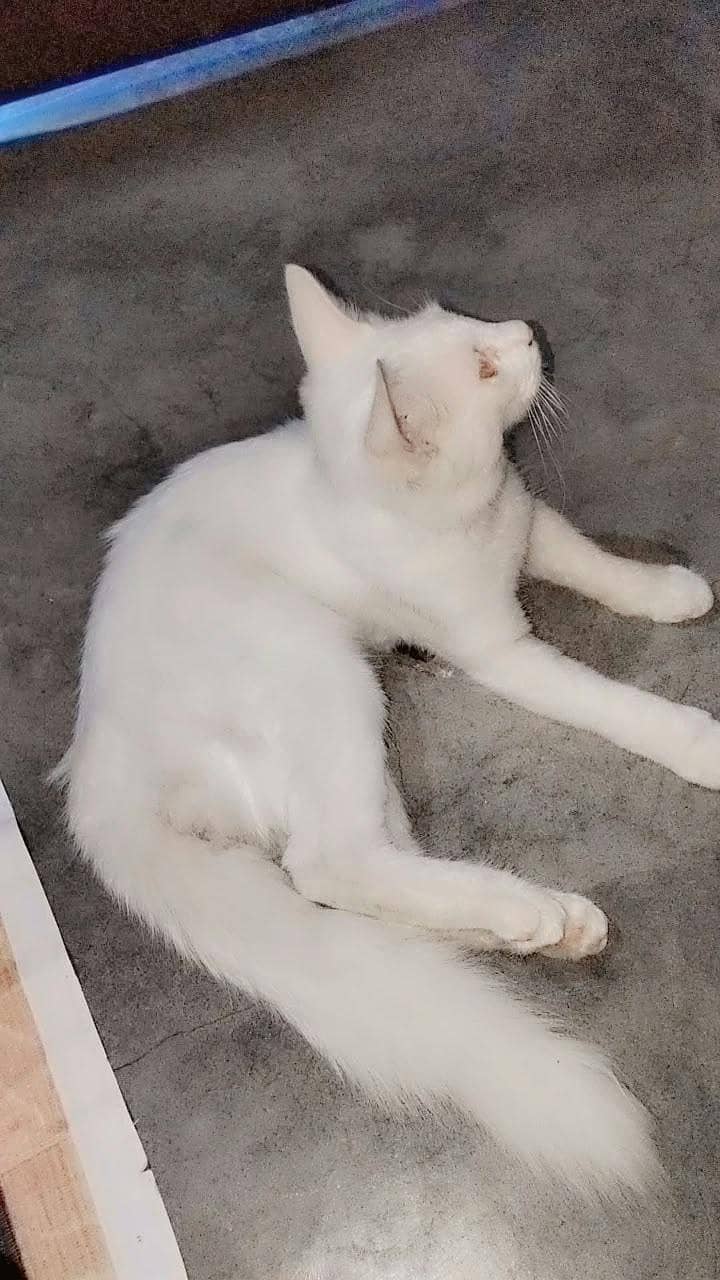 habib 2