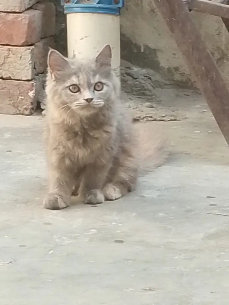 2 females ha jis ko samjh ma ay wahi rbta kry — photo 2