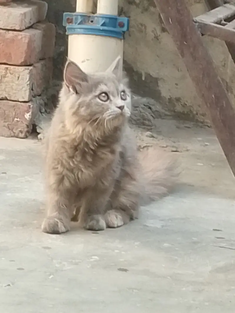 2 females ha jis ko samjh ma ay wahi rbta kry — photo 3