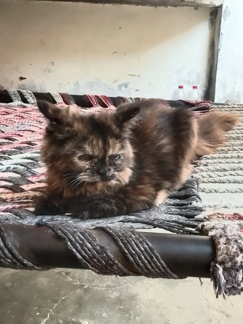 2 females ha jis ko samjh ma ay wahi rbta kry — photo 4