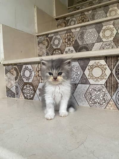kittens for sale