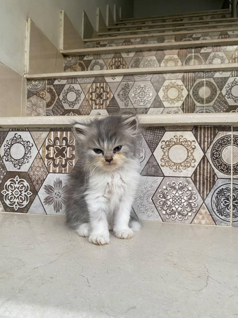 kittens persian 1