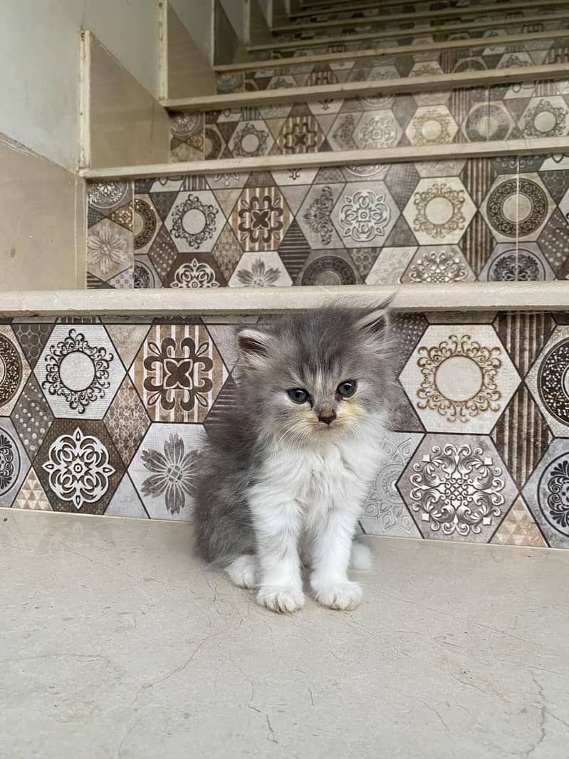kittens persian 2