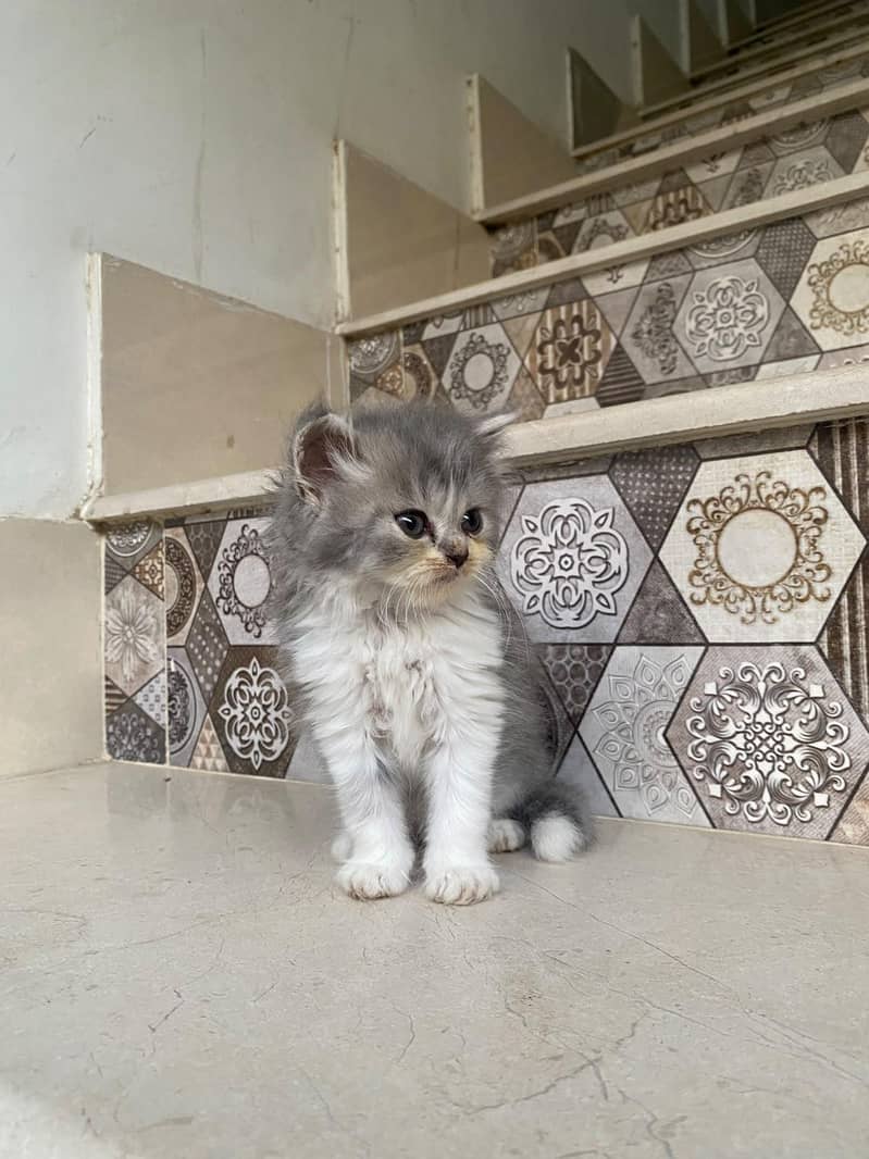 kittens persian 3