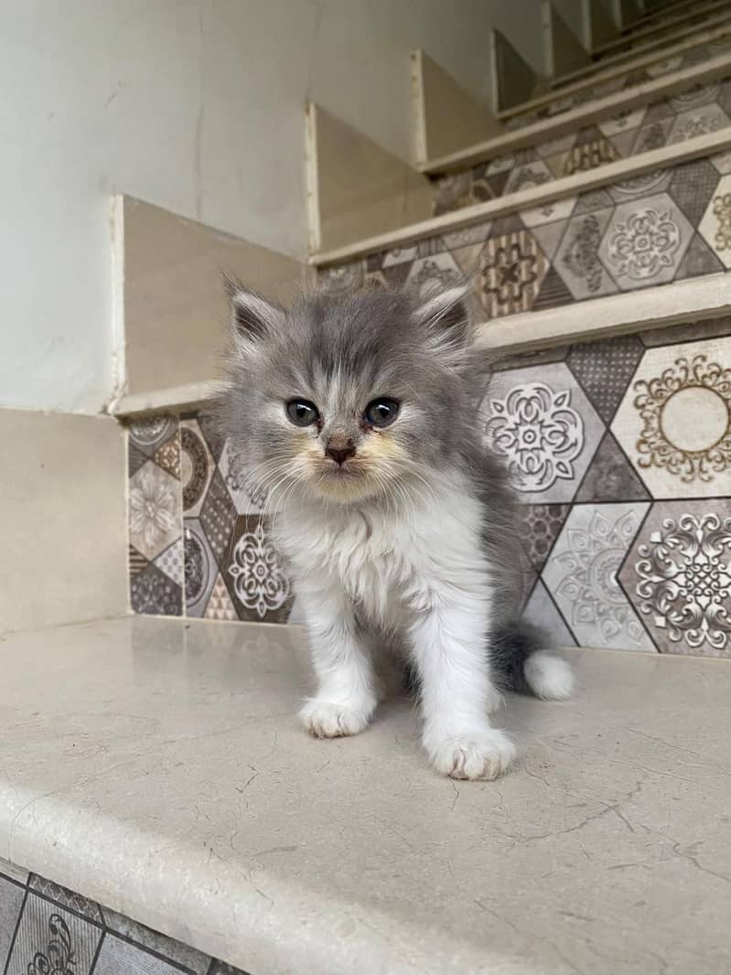 kittens persian 4