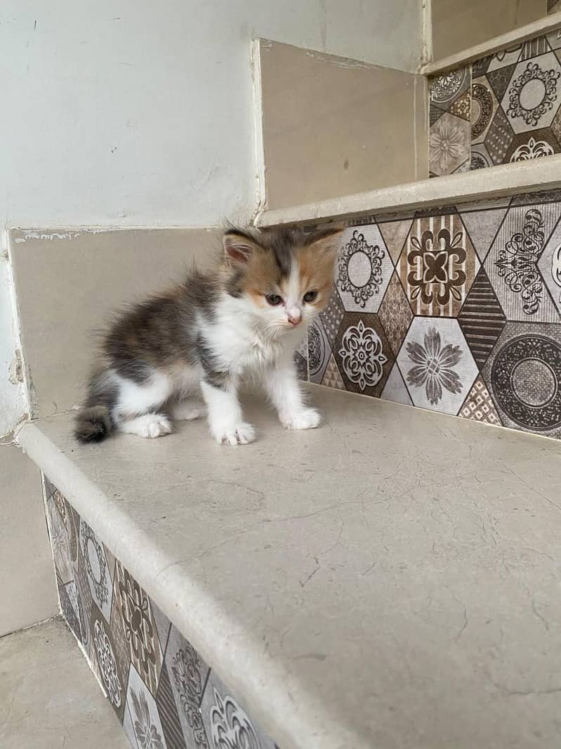 kittens persian 5