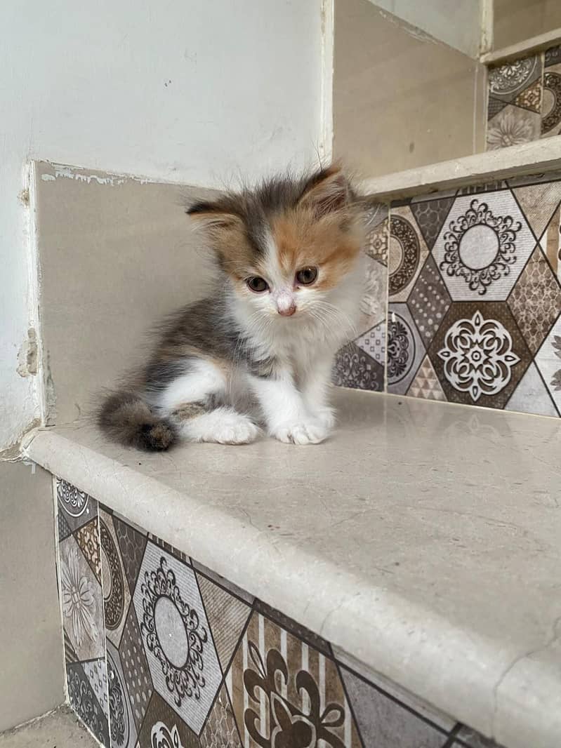 kittens persian 6