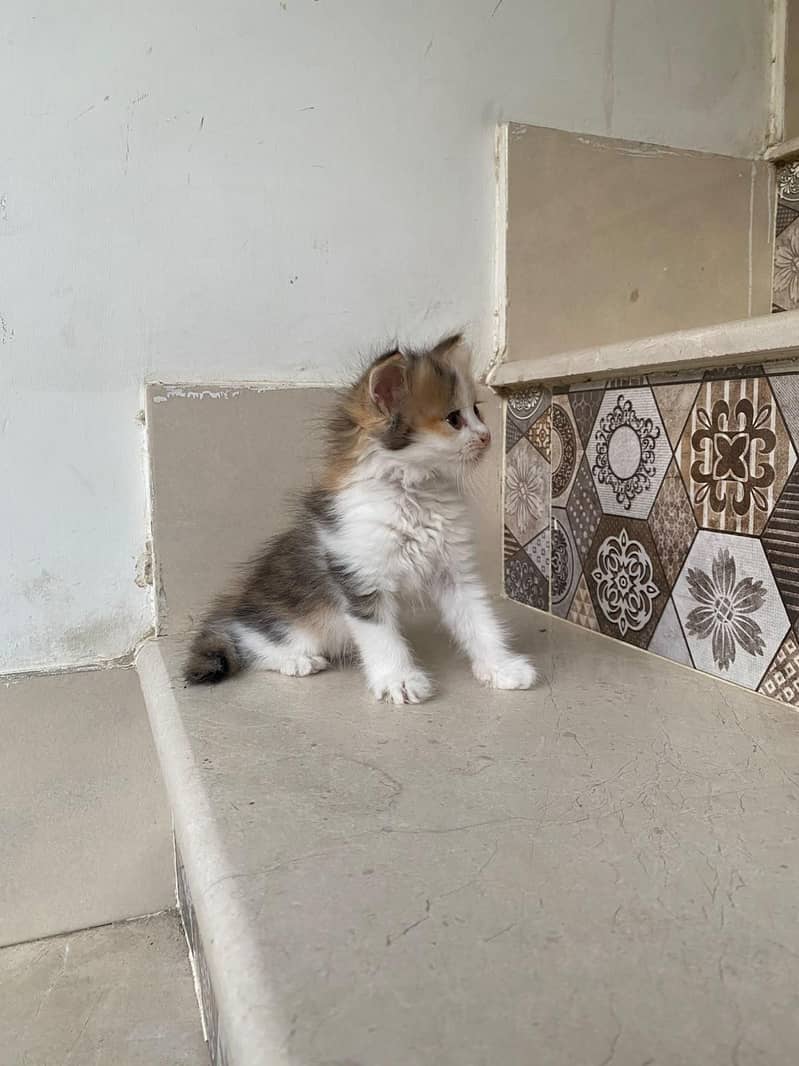 kittens persian 7