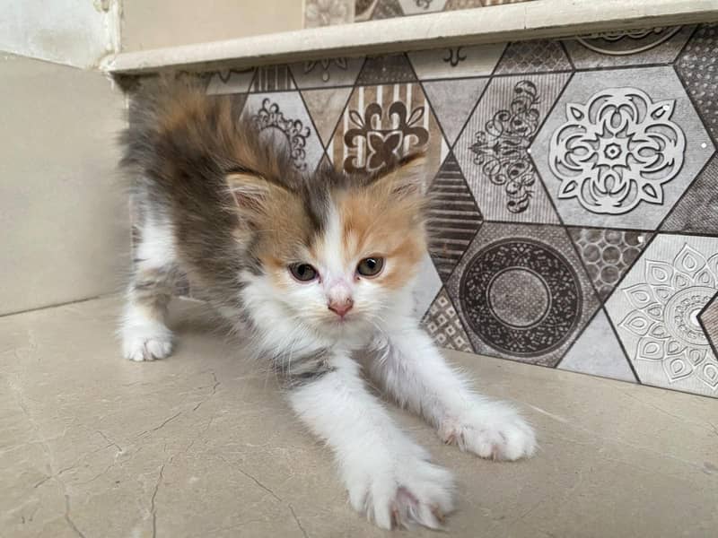 kittens persian 8