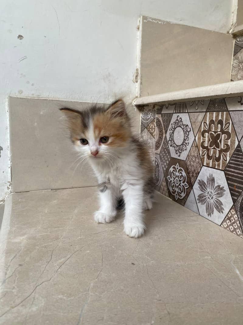 kittens persian 9