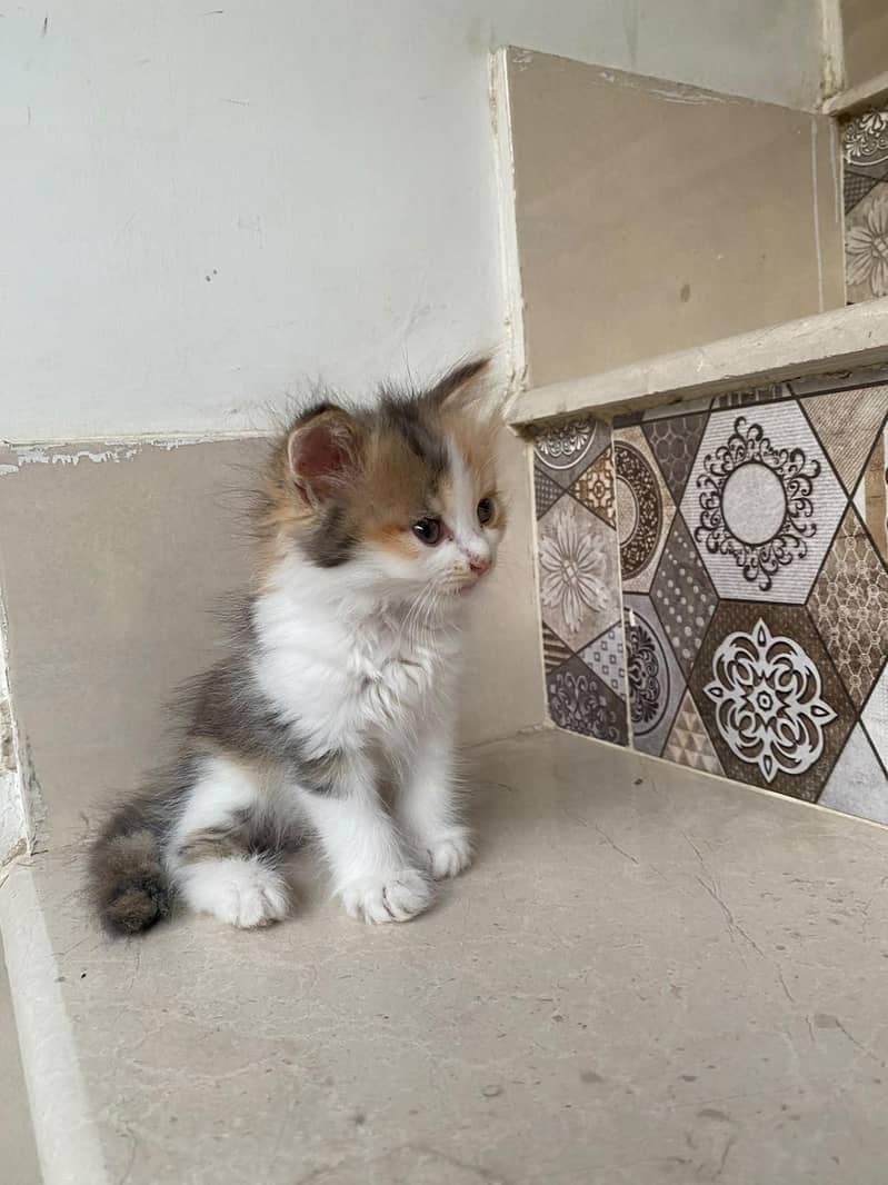 kittens persian 10