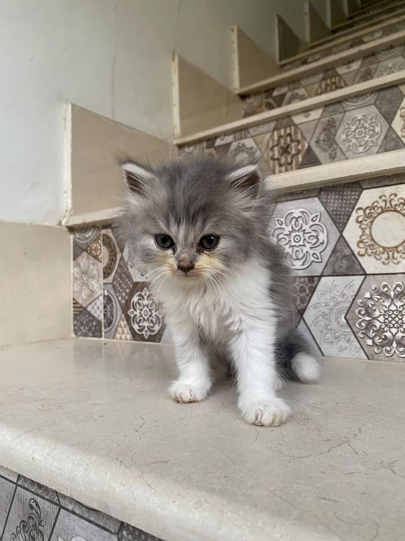 kittens persian 11