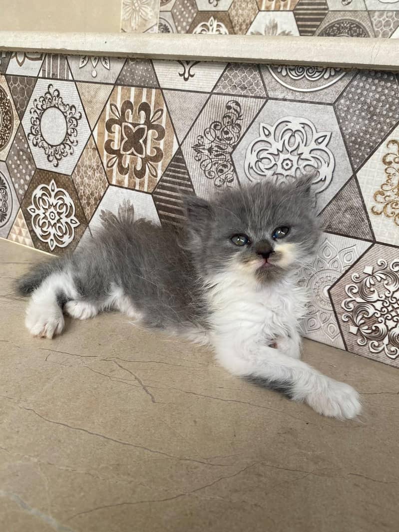 kittens persian 12