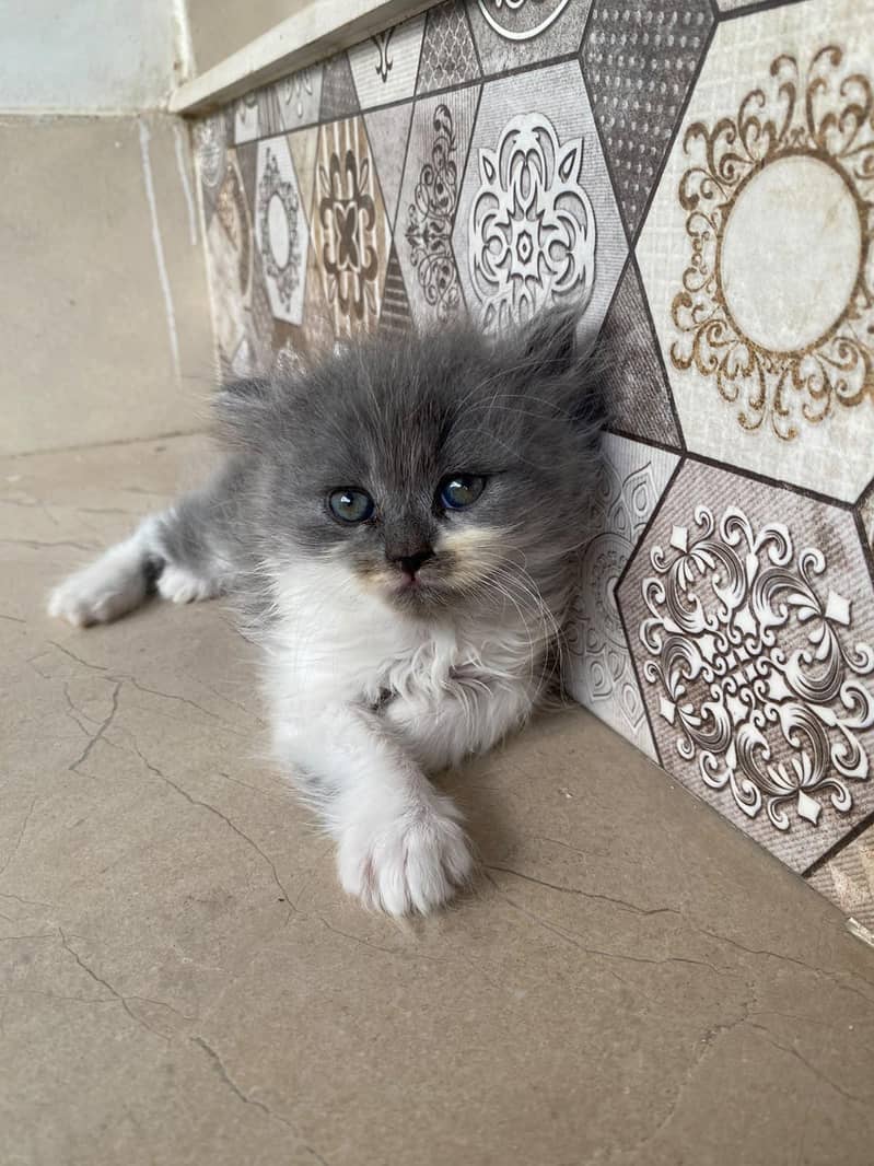 kittens persian 13