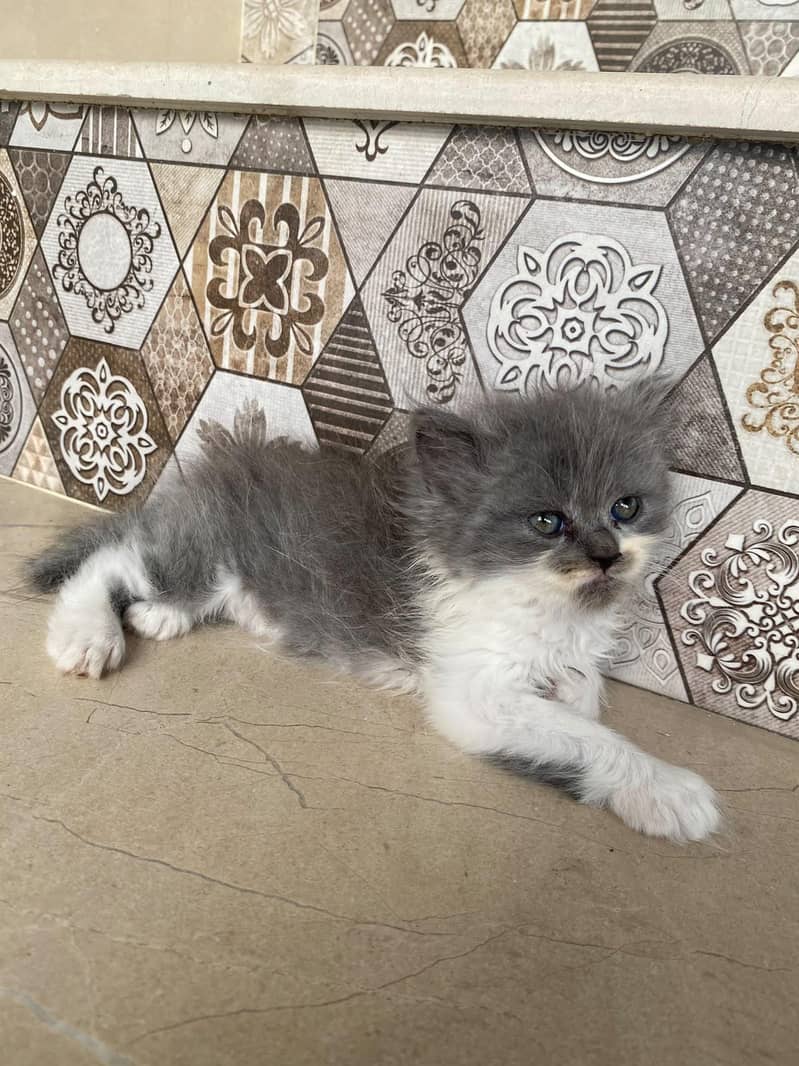 kittens persian 14