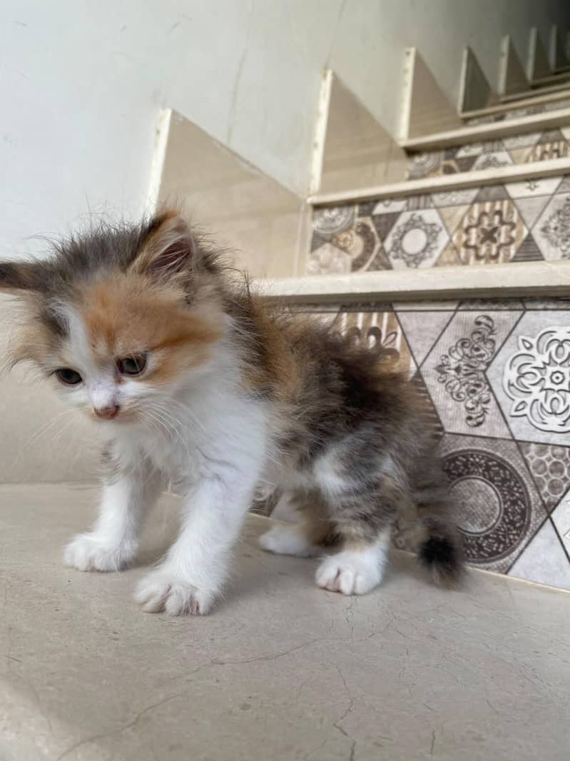 kittens persian 15