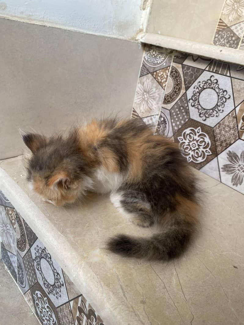 kittens persian 16
