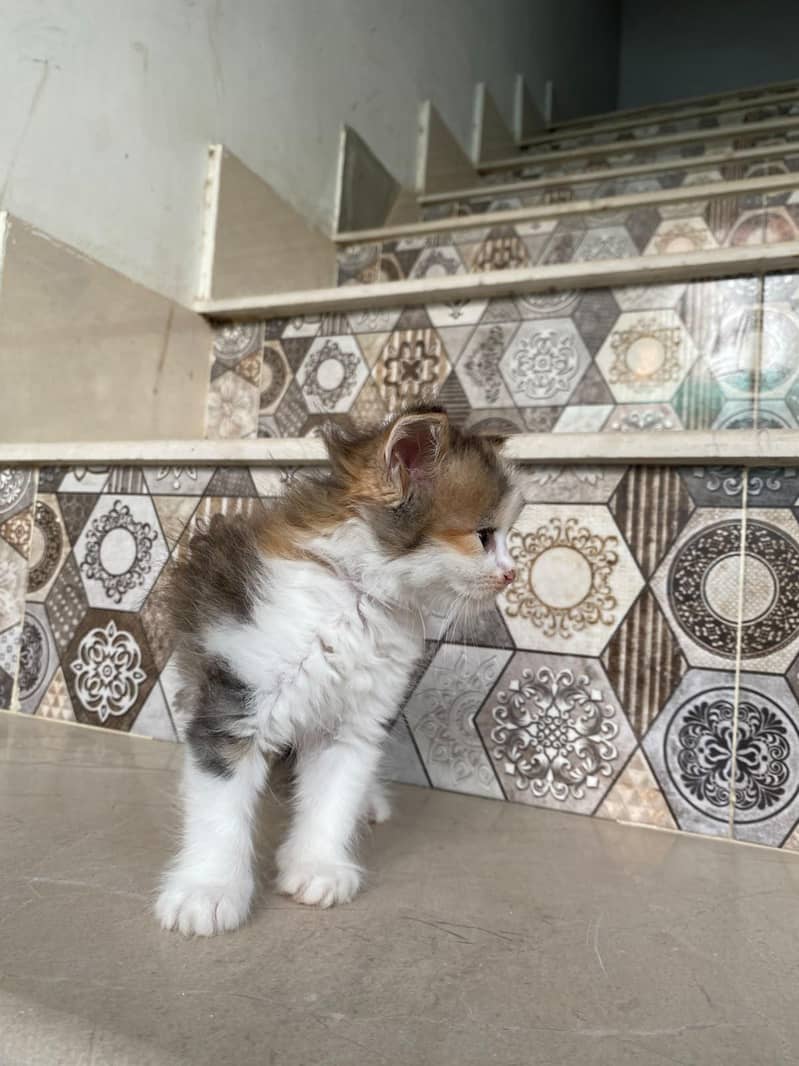 kittens persian 17