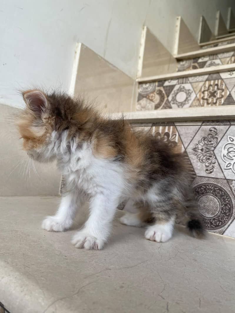 kittens persian 18