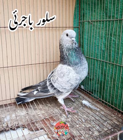 Silver Bajrai Male For Sale