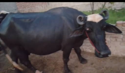 Garam dalya sy teeth nikal gaie huay hai  baki confirm 3rd sua hai