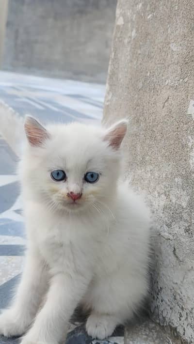 CAT FAMILY FOR SALE CAT WITH 3 KITTEN