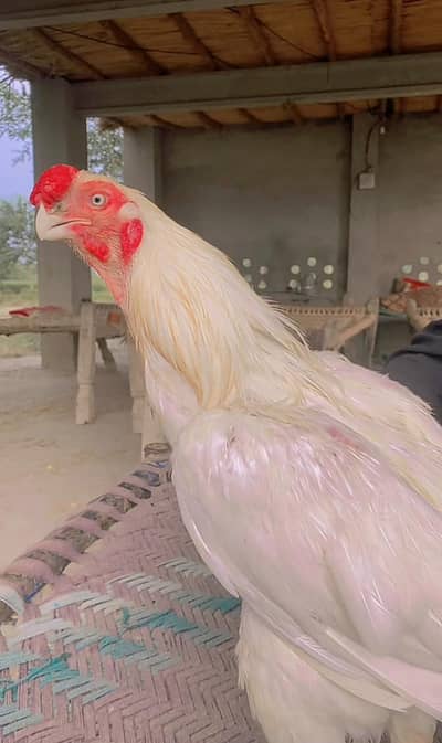 Indian patriot brake long tail. breader male.