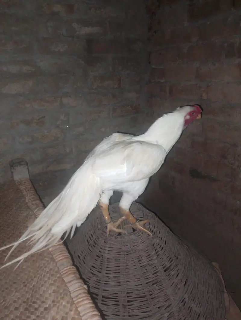 Indian patriot brake long tail. breader male. — photo 2