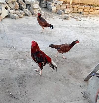 Aseel Chicks
