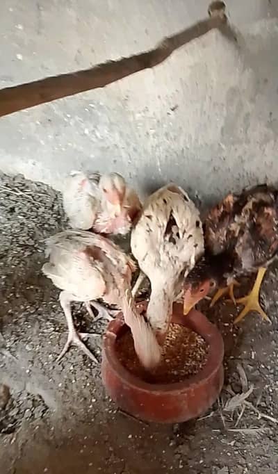 Aseel Chicks