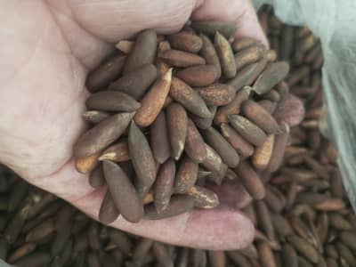 premium quality Chitrali Chilgoza 1kg pine nuts 2026