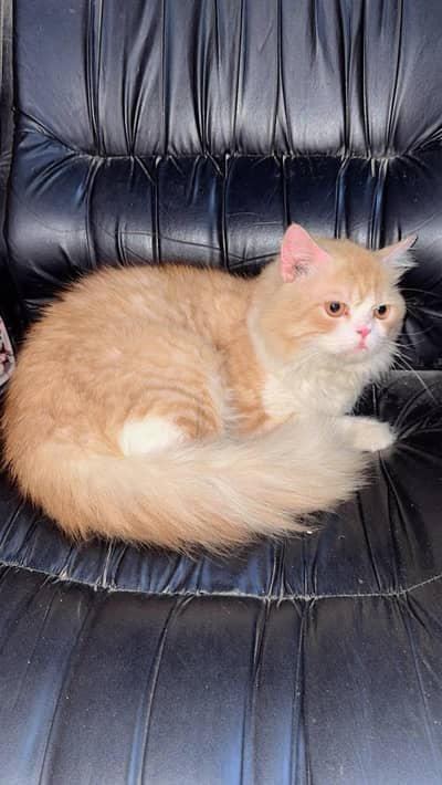 Stud Persian Male