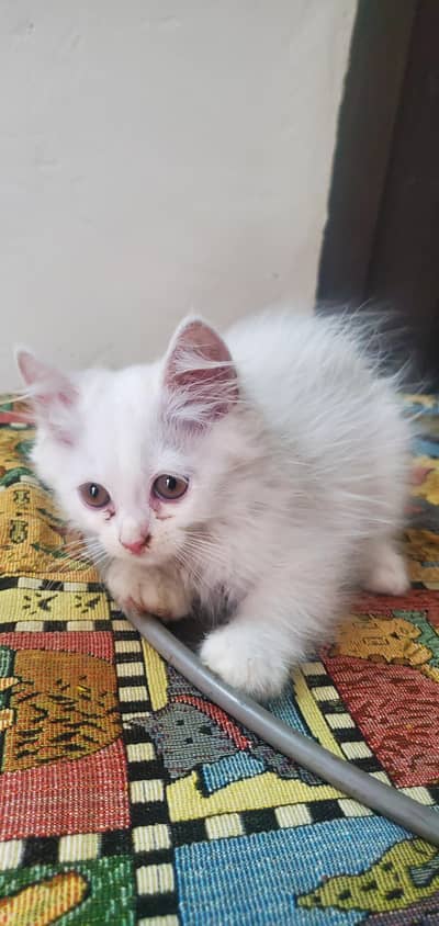 Persian cat