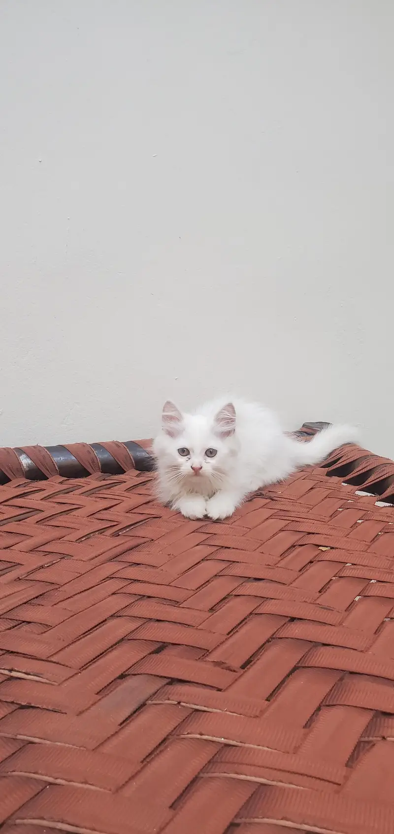 Persian cat — photo 2