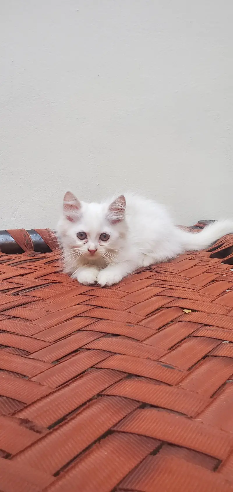 Persian cat — photo 3