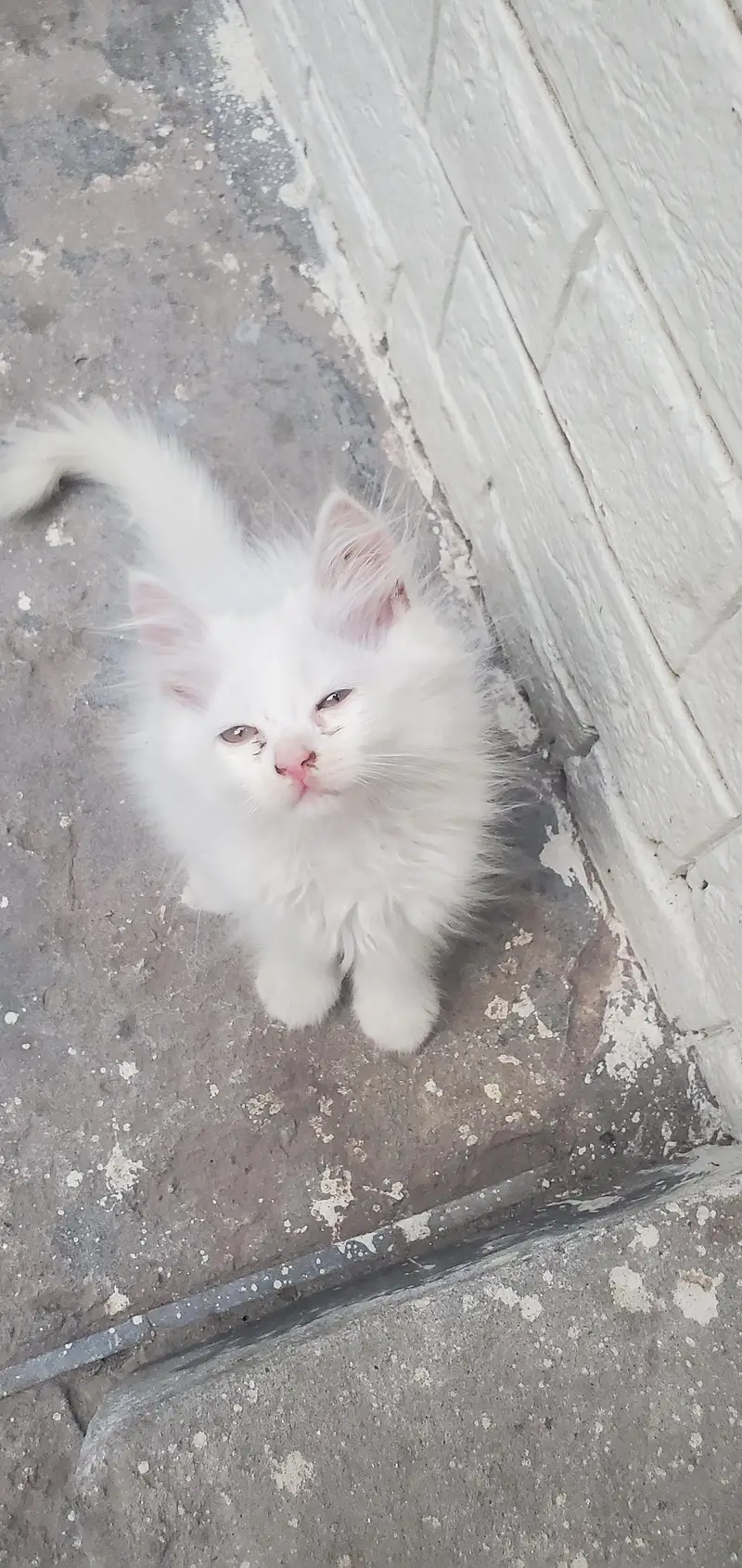 Persian cat — photo 4