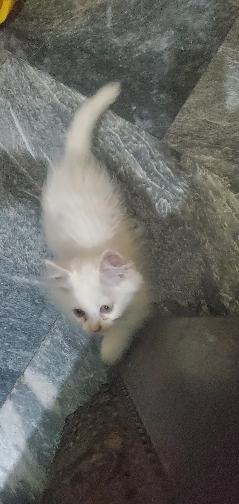 Persian cat — photo 5