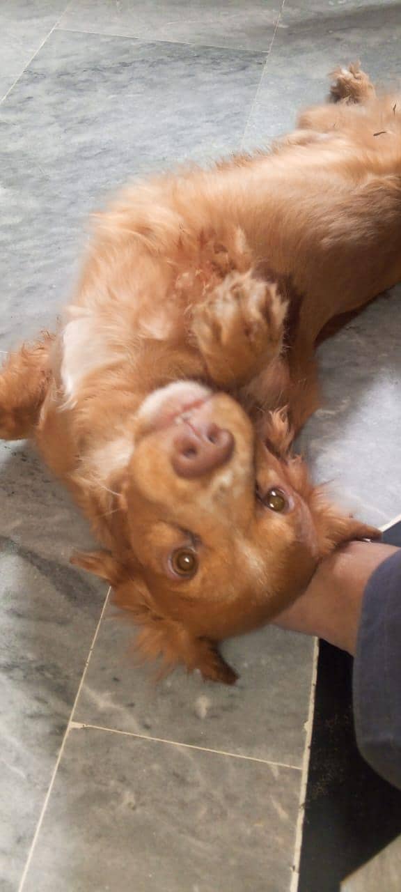 cocker spaniel. 1