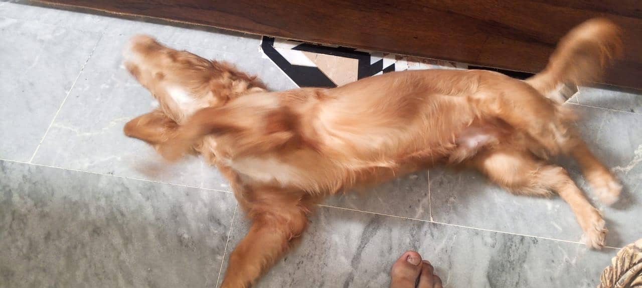 cocker spaniel. 2