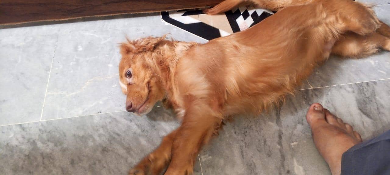 cocker spaniel. 4
