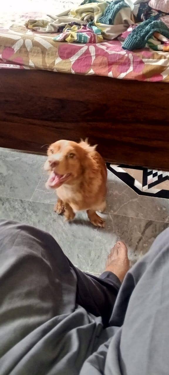 cocker spaniel. 7