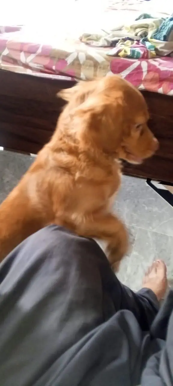 cocker spaniel. — photo 9