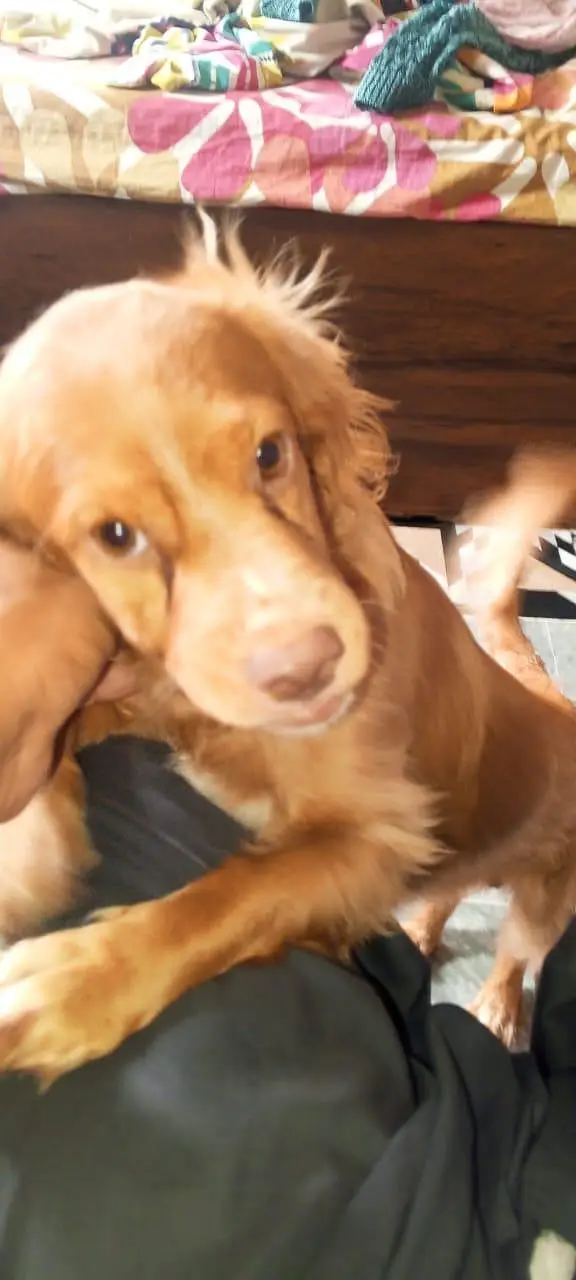 cocker spaniel. — photo 10