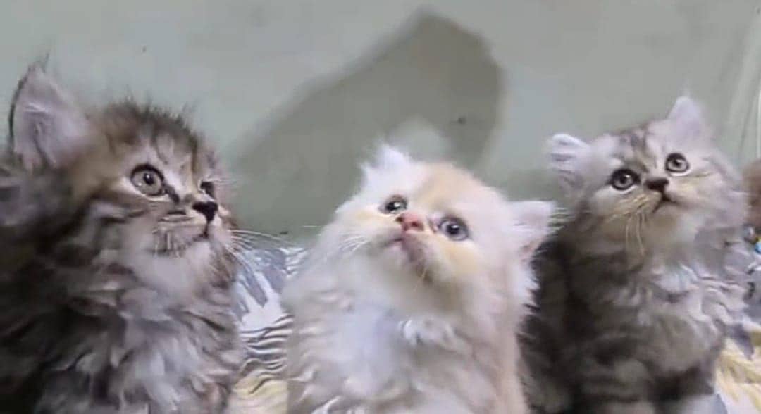 Persian kittens 0