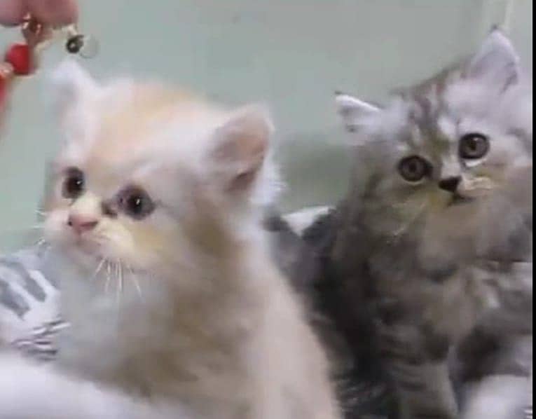 Persian kittens 1