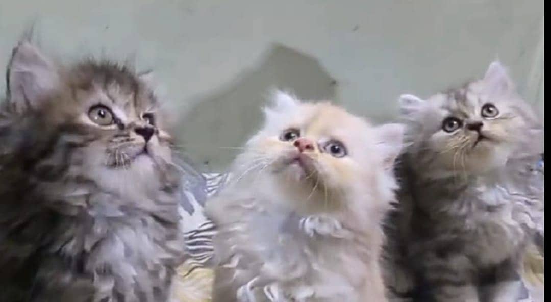 Persian kittens 2