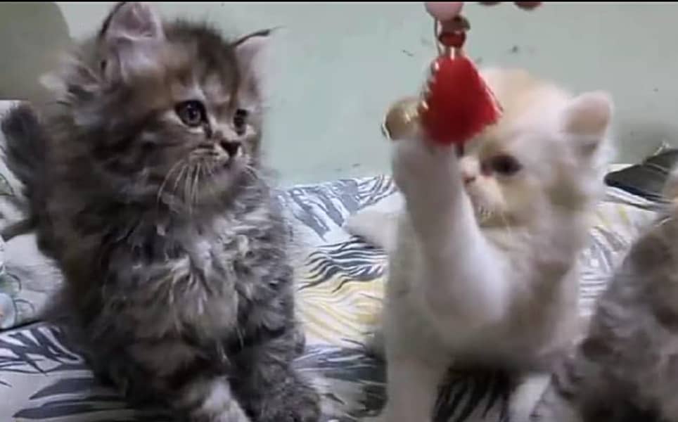 Persian kittens 3